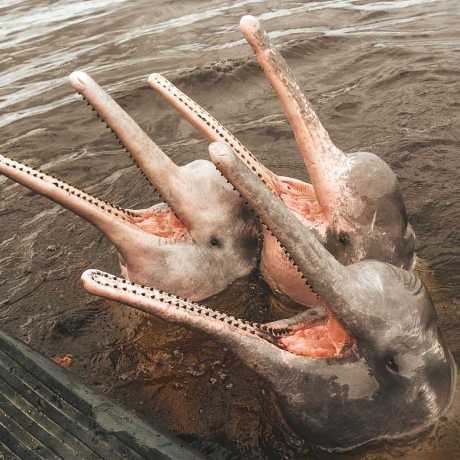 Delfines Rosados